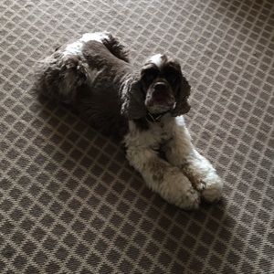 Meet your Posher, Susan